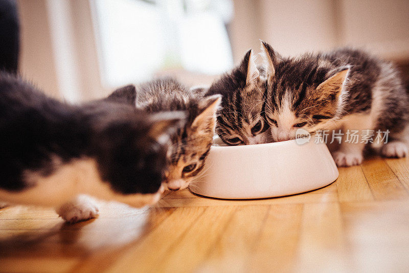 一窝小猫一起从一个食物碗里吃东西