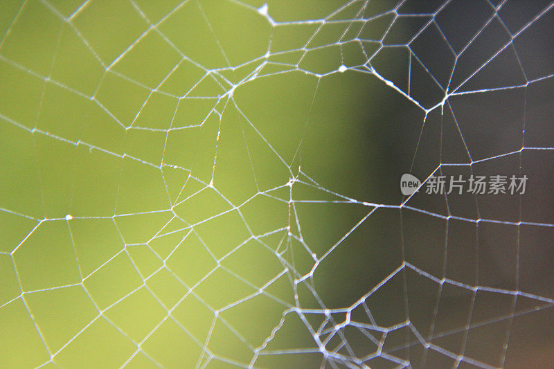 花园蜘蛛网的图像与模糊的绿色花园背景