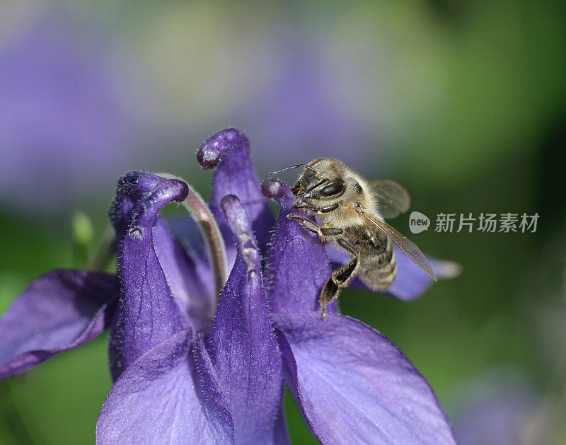 在哥伦拜恩吃蜜蜂