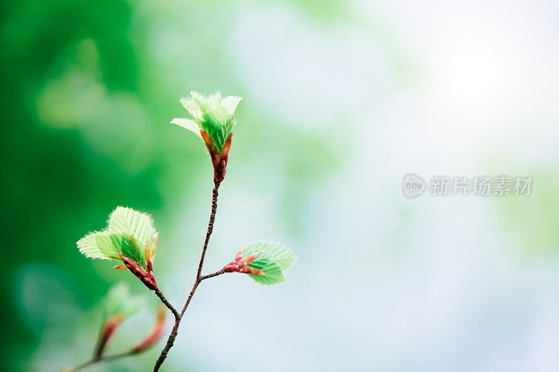 春天的花蕾