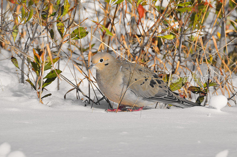 哀鸣的鸽子在雪地里觅食