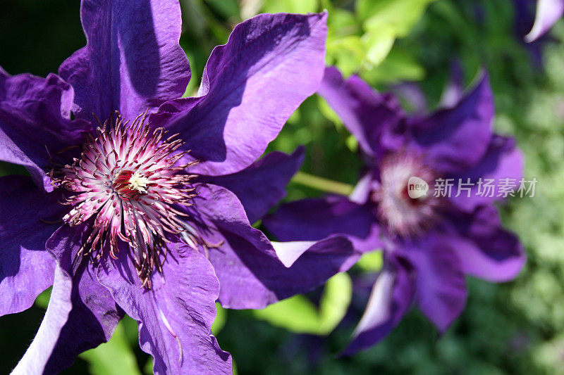 紫铁线莲花特写