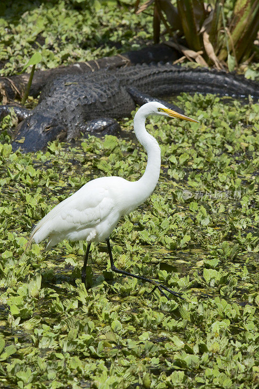 大白鹭和鳄鱼