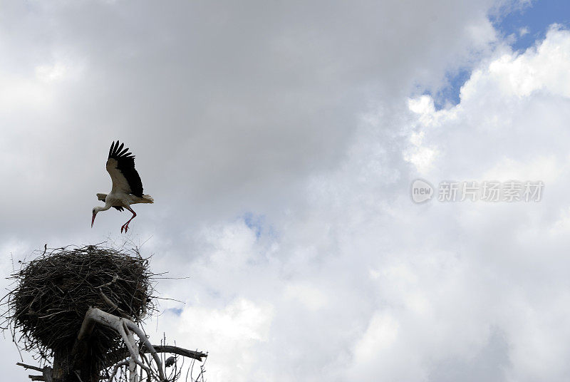 鹳到达巢