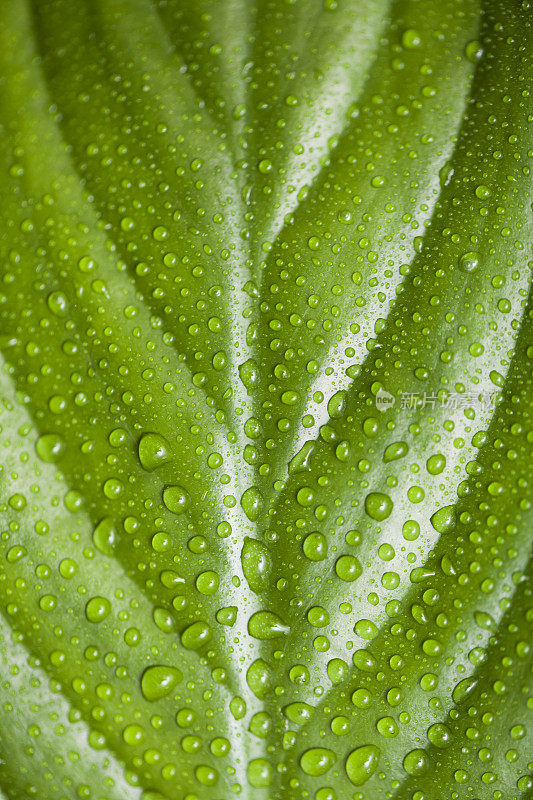 雨滴落在树叶上