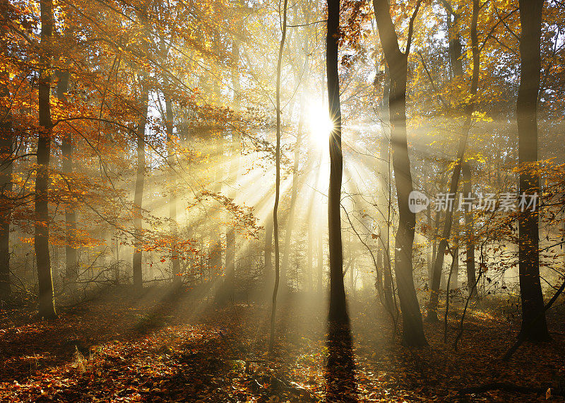 秋天的森林被阳光照亮透过雾，树叶改变颜色