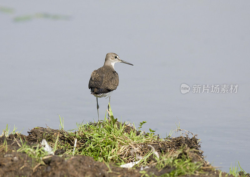 绿色沙笛手（特林加奥克罗普斯）