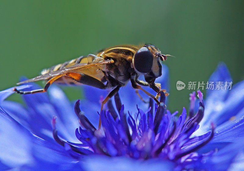 食蚜蝇在浅