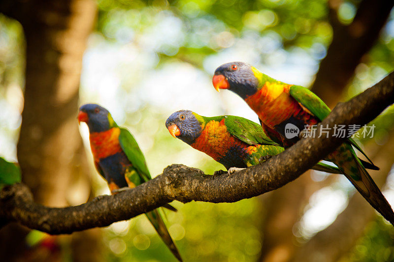 彩虹鹦鹉栖息在树枝上