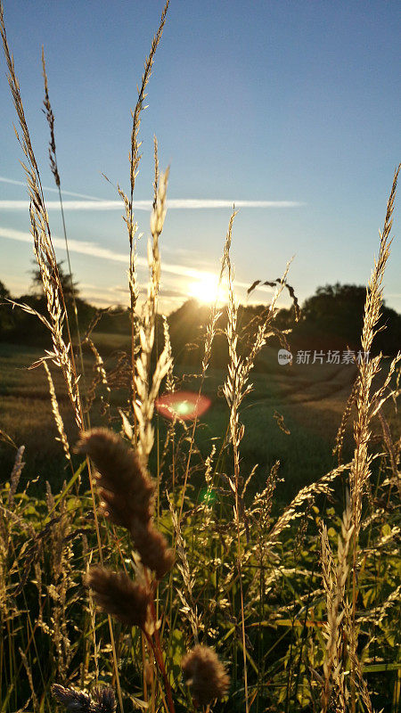 夕阳扫过大麦田