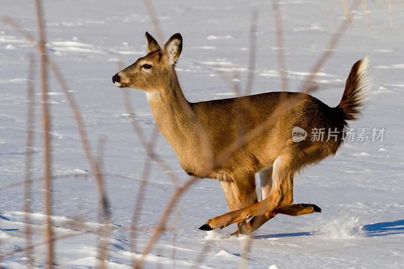 鹿行动拍摄