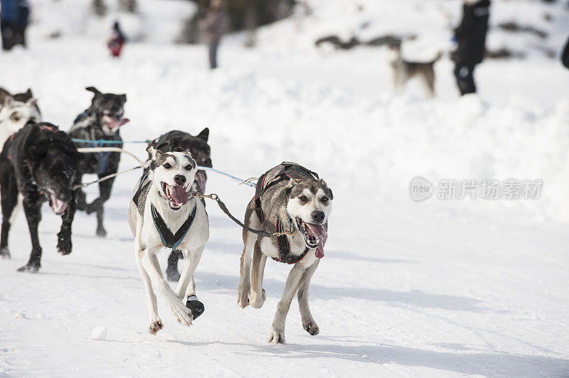 狗雪橇比赛队，耶洛奈夫，西北地区，加拿大。