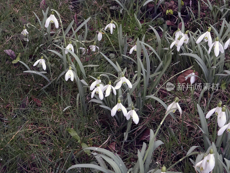 雪花莲