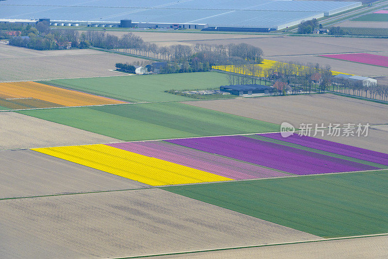 鸟瞰图郁金香花在荷兰春天的花