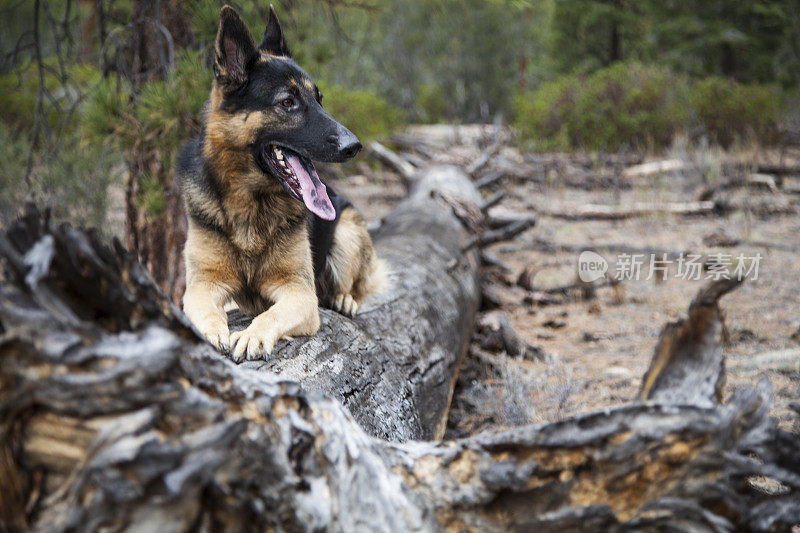 屋外的德国牧羊犬