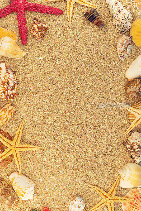 沙滩上有许多贝壳和海星