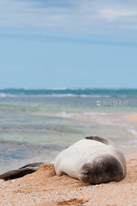 和尚海豹在海滩上睡觉