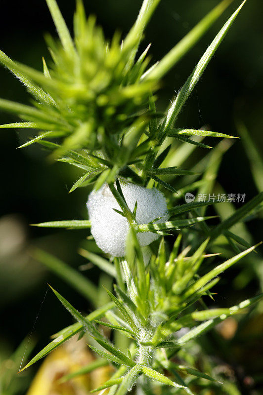 飞沫虫或布谷鸟在金雀花丛吐口水