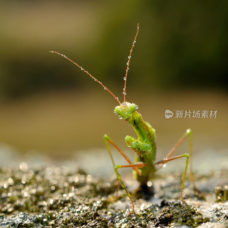 户外昆虫(螳螂)