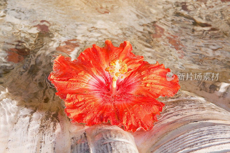 亮橙色的木槿花漂浮在喷泉里