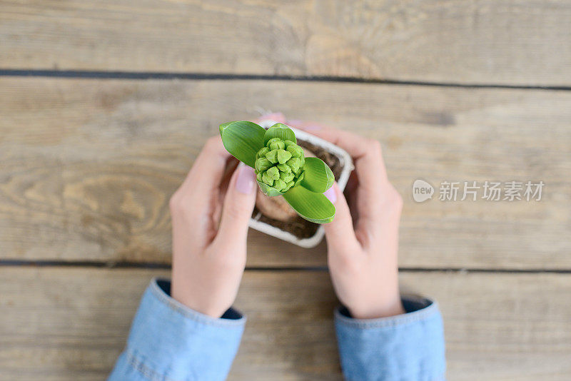 种植的植物