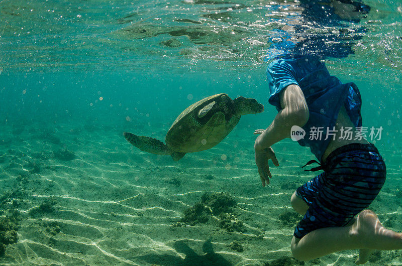 孩子和海龟一起游泳