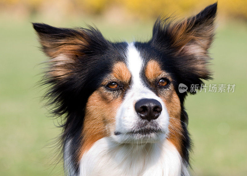 漂亮的边境牧羊犬