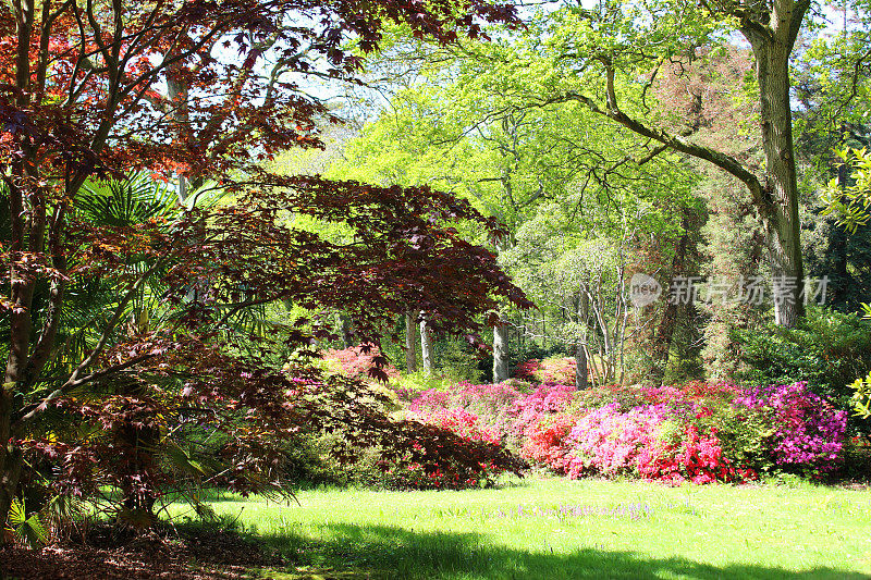 花园的形象与日本枫树，盛开的杜鹃花和草坪