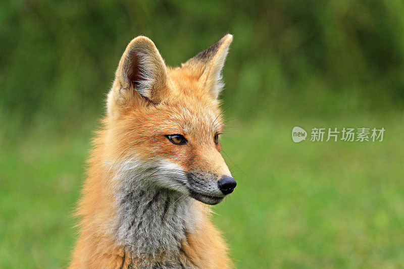 红狐狸Kit头像，爱德华王子岛