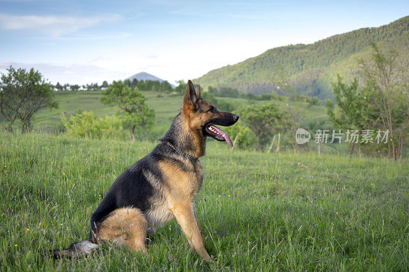 德国牧羊犬的肖像