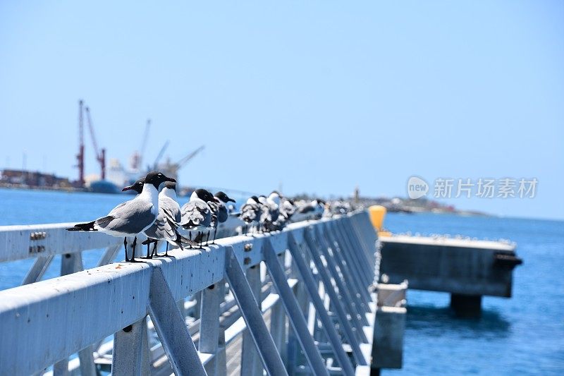 鸟儿站在船坞桥上