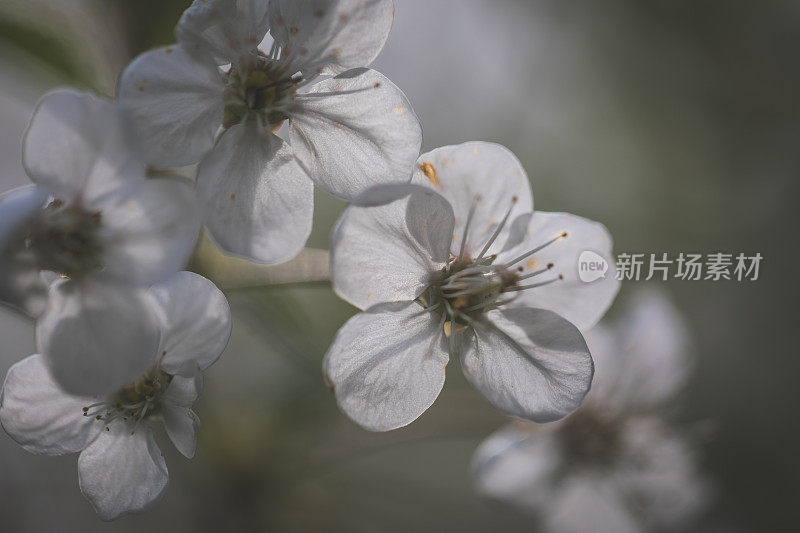 小小的白色樱桃树在一个阳光明媚的春天开花