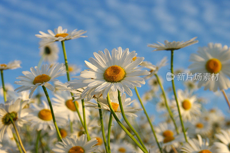 玛格丽特花田