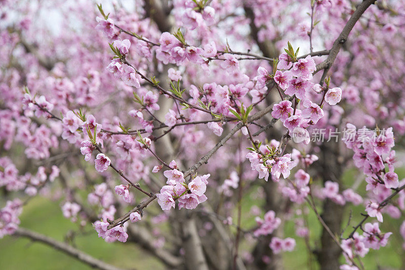 桃子的花朵