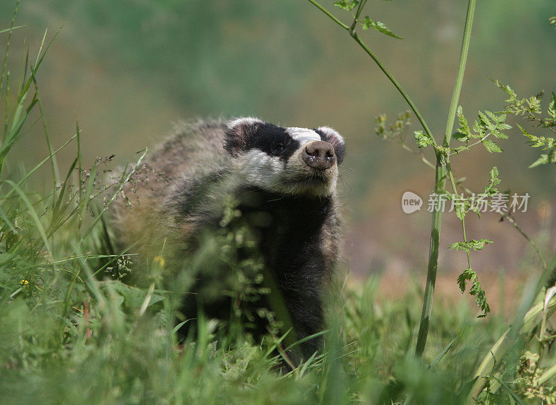 獾在草地上奔跑