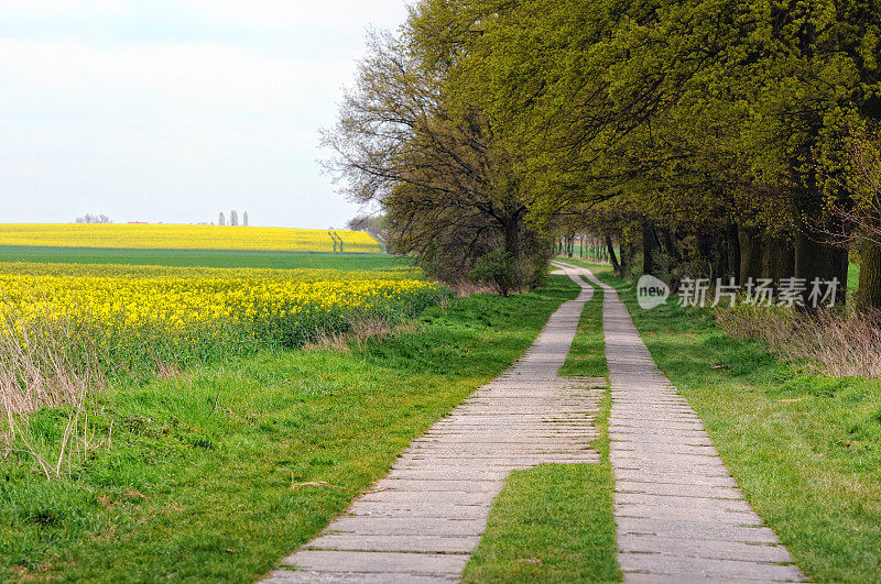 石板路穿过橡树线和油菜地