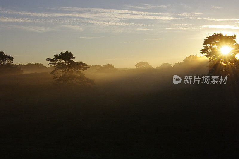 朦胧的日出笼罩着沼地