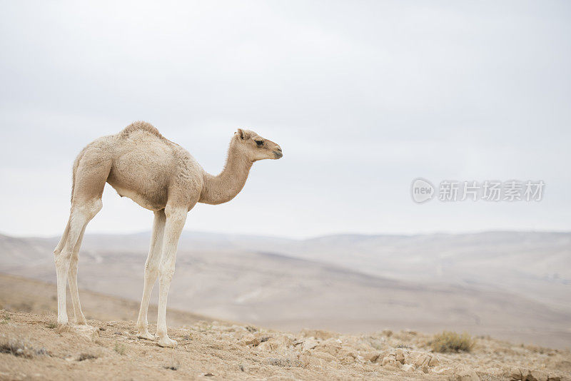 沙漠中的小骆驼。
