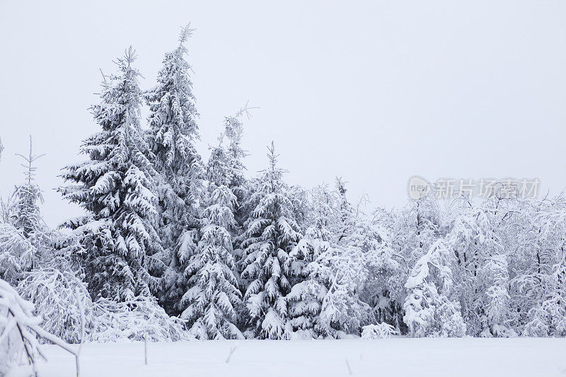 冷杉被雪裹得瑟瑟发抖