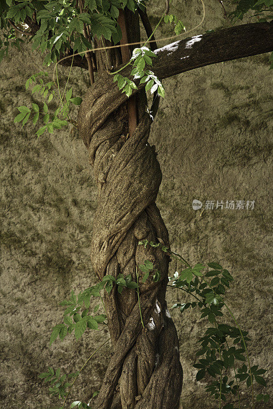 美丽扭曲的植物，像树一样生长