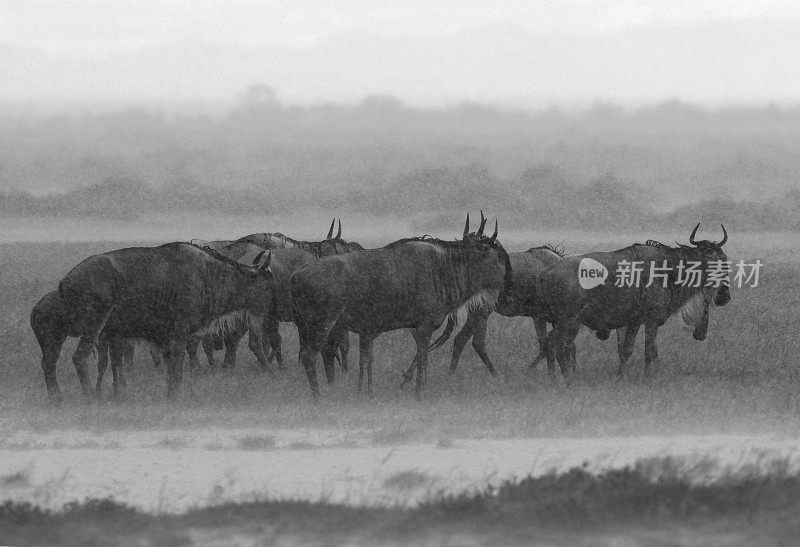 角马在暴雨