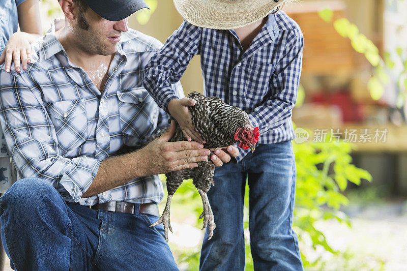 家庭农场的男孩从父亲手中接过鸡