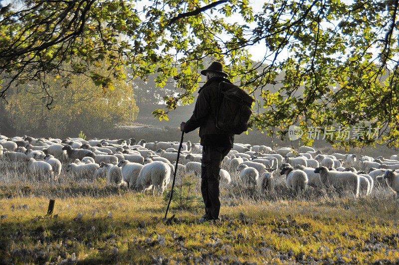 牧羊人带领他的羊群