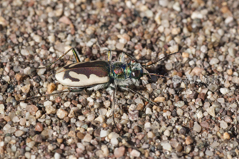 特有的科罗拉多大沙丘虎甲虫国家公园
