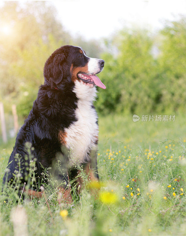 伯尔尼山地犬对自然的感知