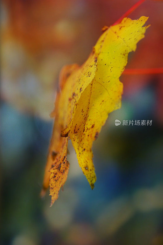 细枝末节的秋叶黄澄澄，色彩斑斓的散景淡淡的