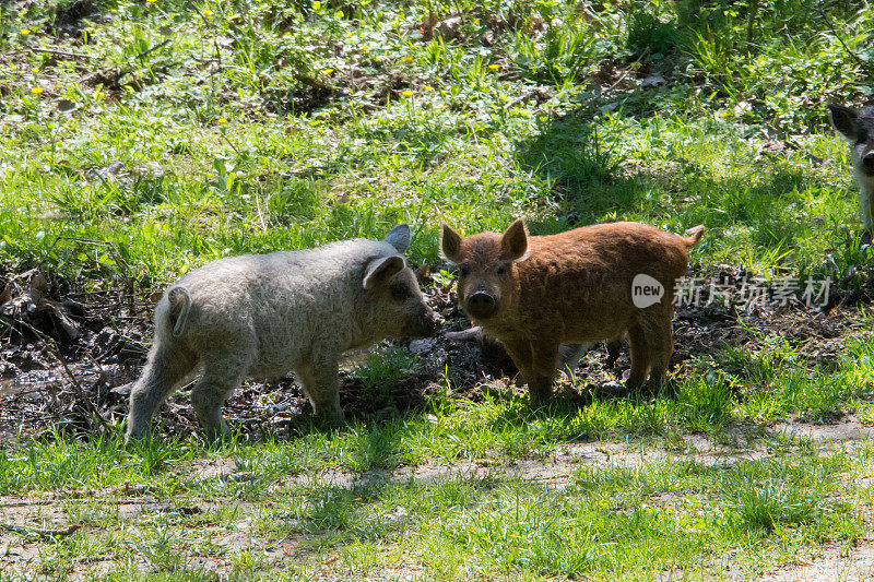 匈牙利稀有毛“羊猪”品种曼格丽塔猪