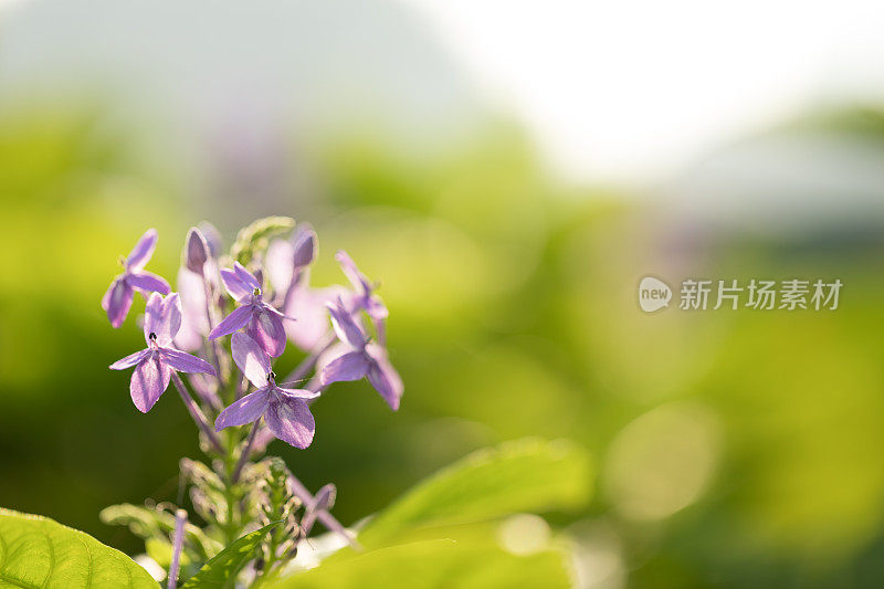 紫茉莉(西印度茉莉花)是茜草科开花植物的一个属。它是Ixoreae族中唯一的属。西印度茉莉花与阳光和自然背景。本空间