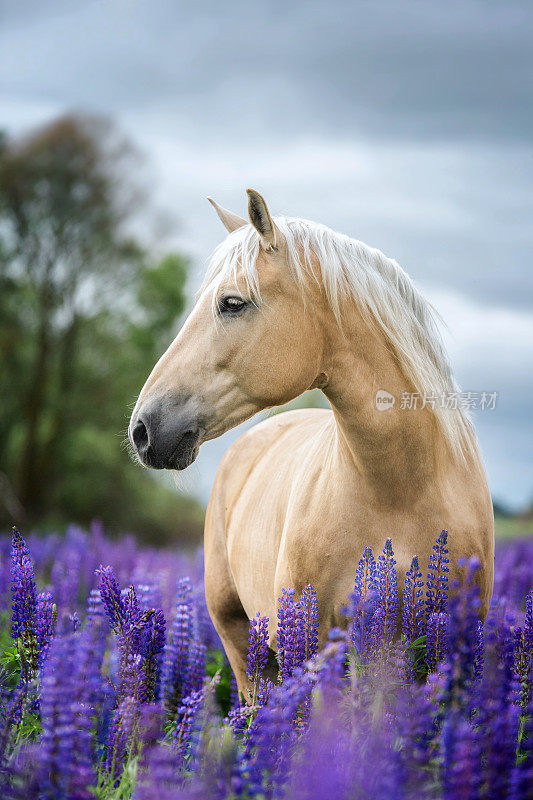 在羽扇豆花背景上的纯种马的肖像。