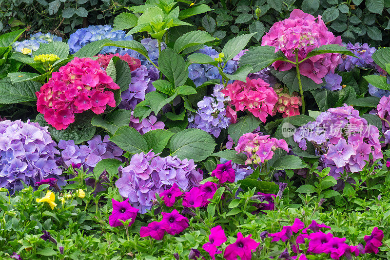 花坛粉红色和蓝色绣球花